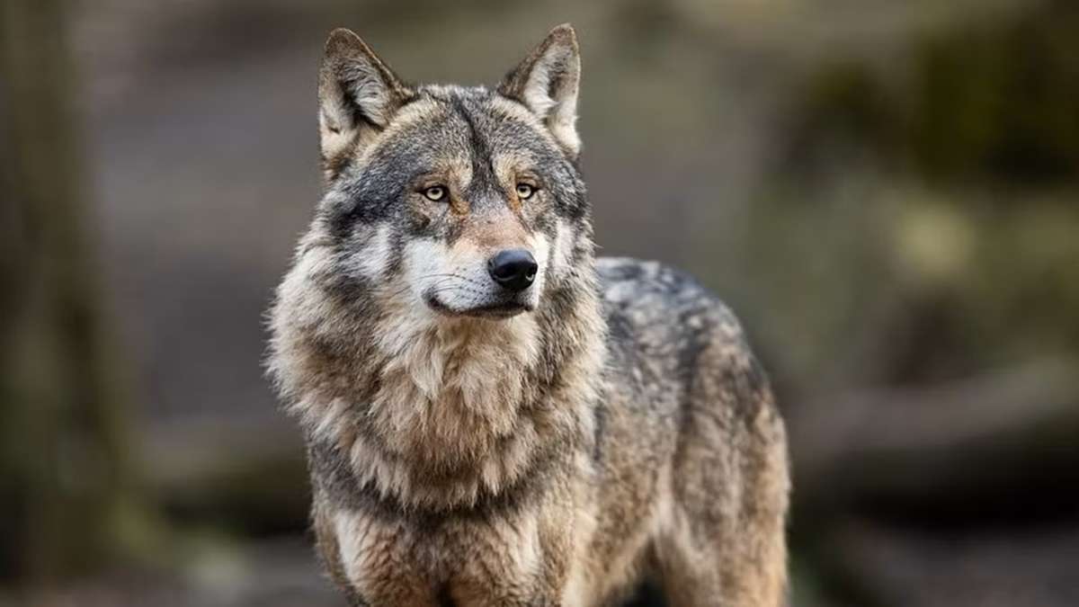 Uttar Pradesh: Another wolf attack in Bahraich leaves 11-year-old girl injured, admitted to hospital