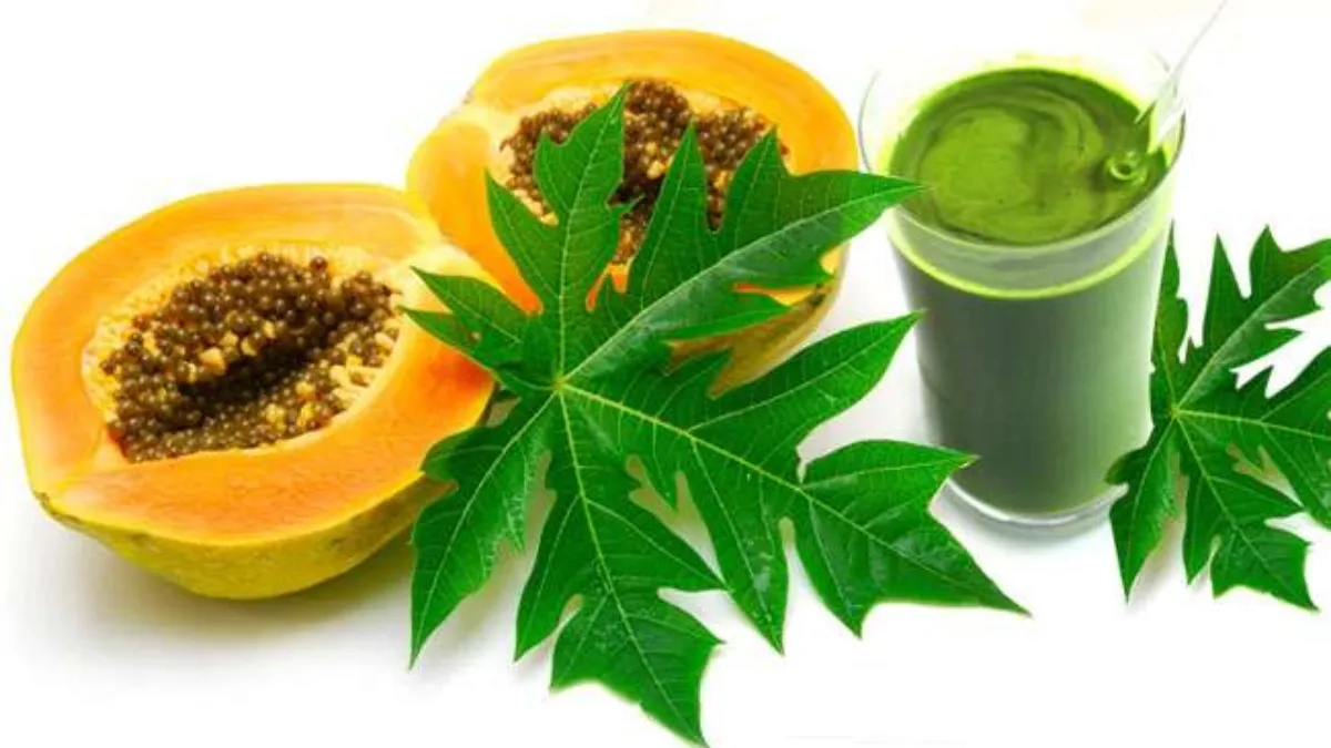 Drinking Papaya Leaf juice can help cure diseases
