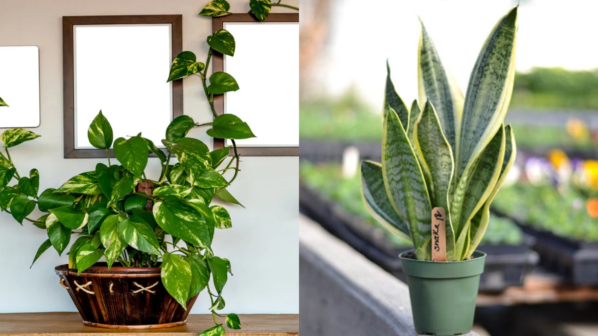 Bring THESE 5 plants in your house before Diwali to attract wealth and prosperity in life – India TV