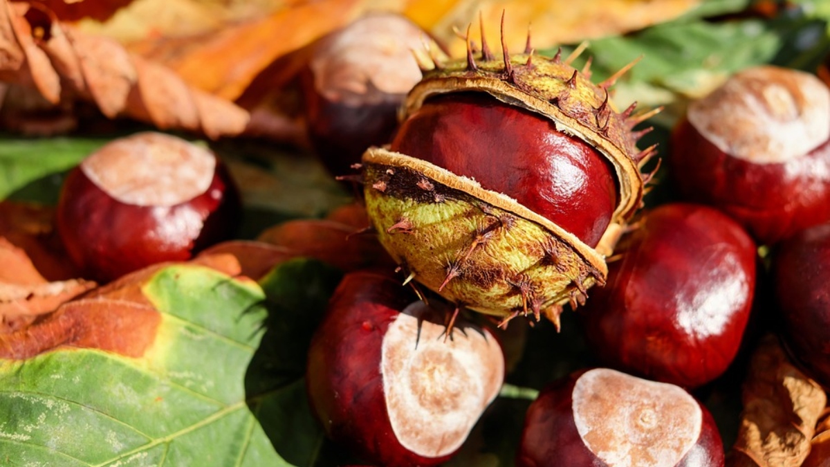 The Benefits of Consuming Chestnut for Diabetes Patients: A Nutritional Powerhouse