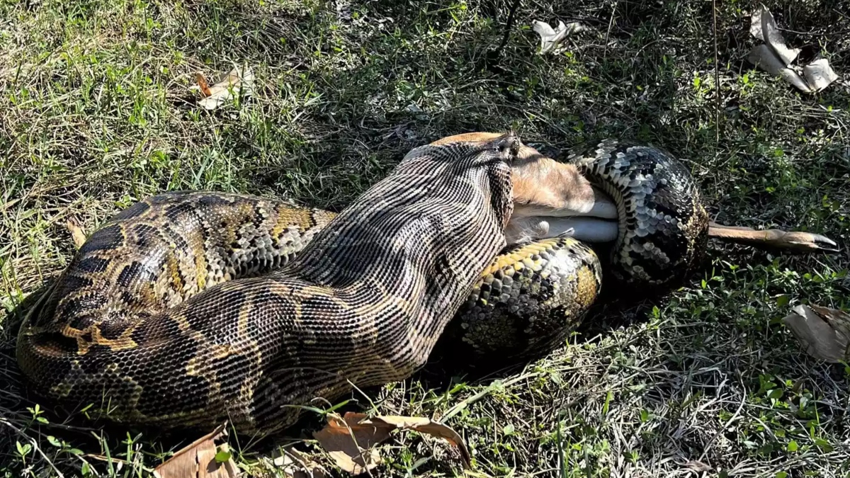 Burmese Python swallows 77-pound whitetail deer on camera | WATCH ...
