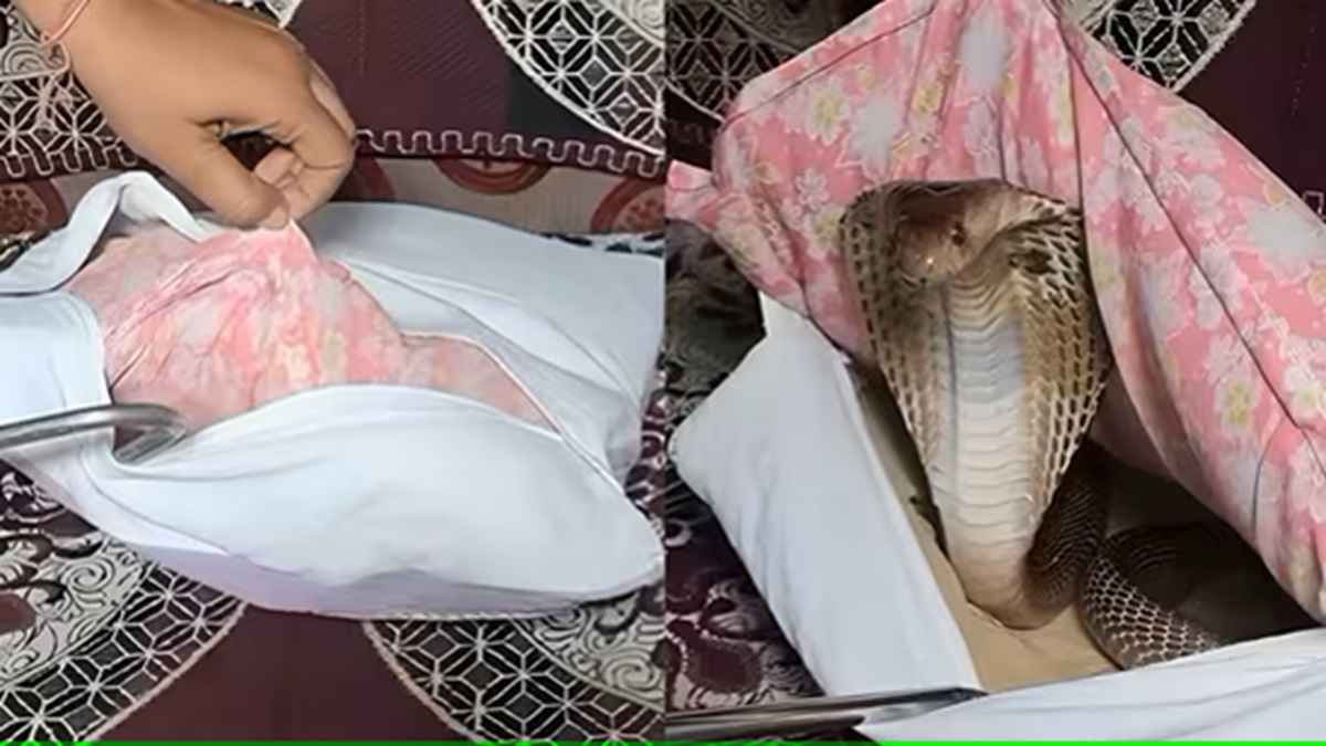 Snake Charmer's Dramatic Rescue of Cobra from Sofa