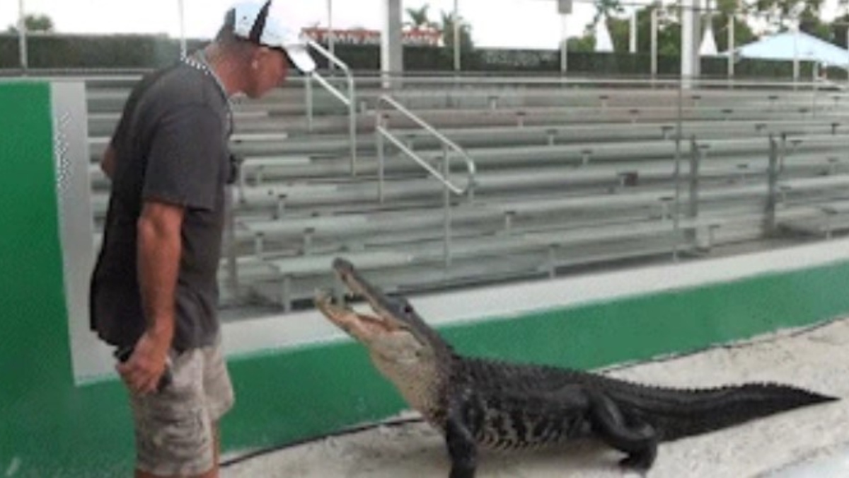 Florida Star Wars-loving alligator Darth Gator's 'Imperial March' moment goes viral | WATCH