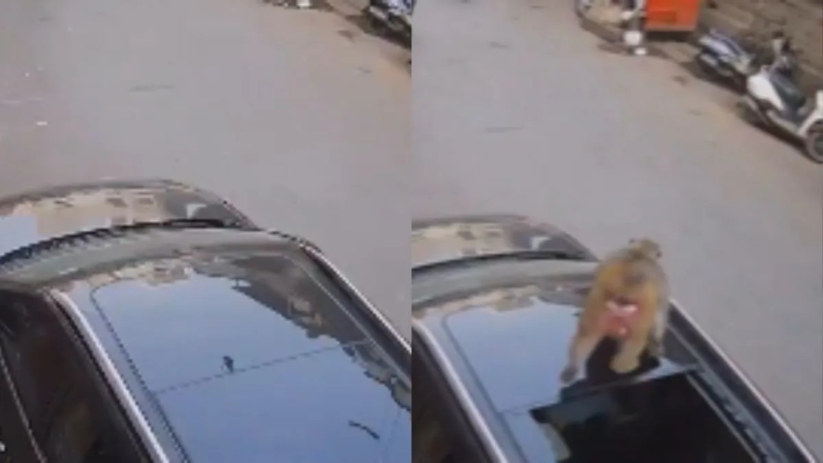 Monkey's jump on sunroof turns into a disaster for car owner | WATCH