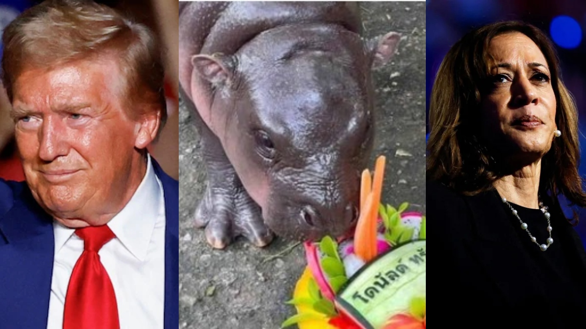 Moo Deng, the baby hippo from Thailand, predicts 2024 US election