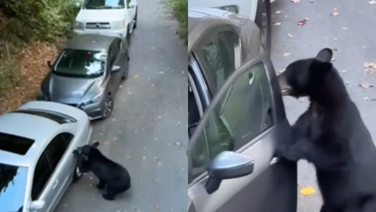 WATCH: Bear hops into the parked car, takes driver's seat; internet says 'that's his car now'