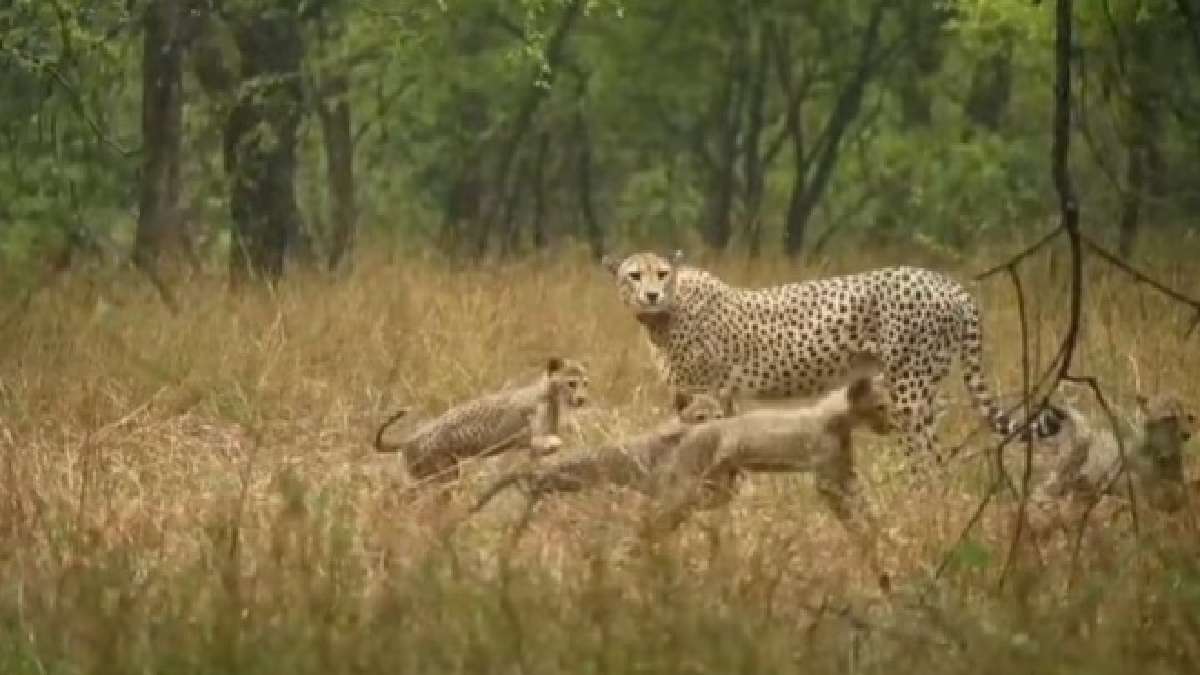 2 cubs born to African cheetah Neerva found dead at Kuno National Park | How many cubs are living in KNP?