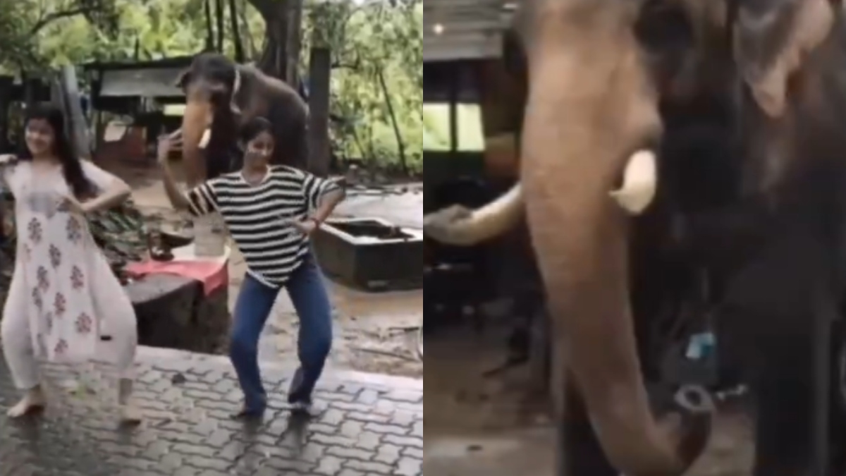 Elephant performing Bharatnatyam: IFS officer clarifies saying it is not what it seems in viral video | WATCH