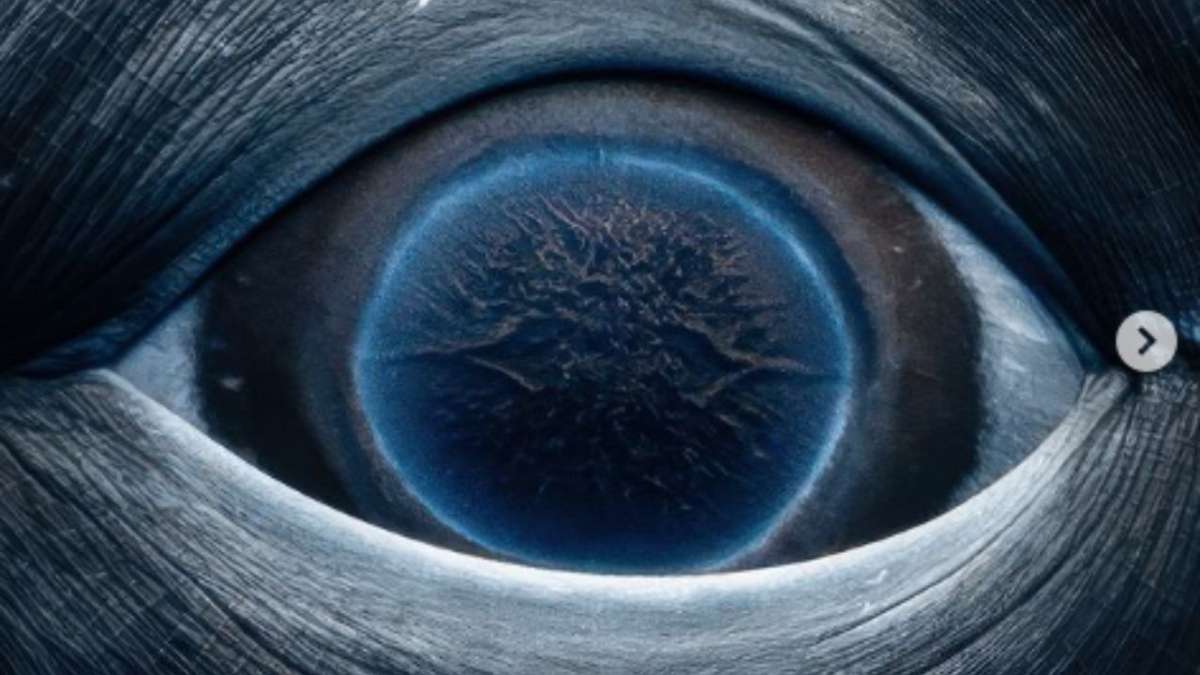 'Galaxies in her eyes': Renowned photographer captures stunning close-up of humpback whale's eye- pics here