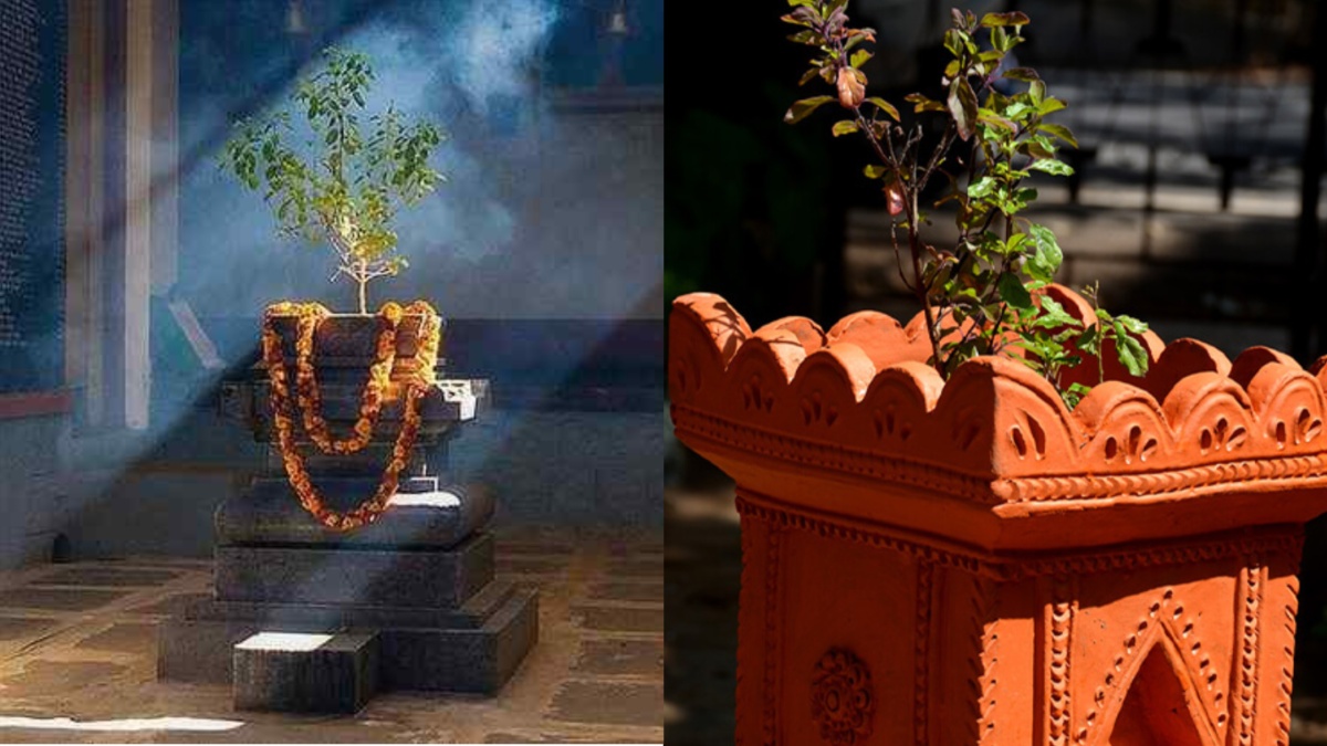 Is Tulsi plant drying during winter? Follow THESE 5 ways to keep it green throughout the year