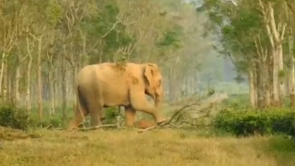 Video of mother elephant dragging her dead calf will make you cry | WATCH