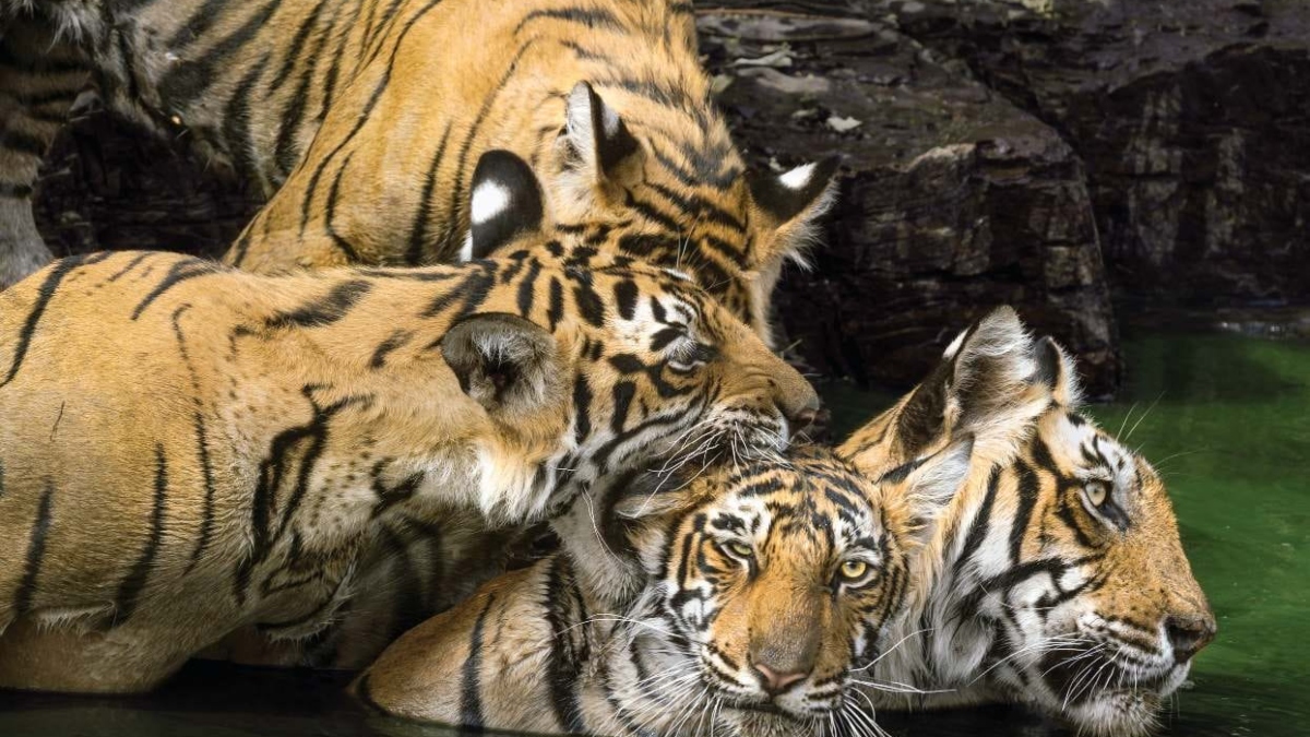 Chhattisgarh gets India’s 56th Tiger Reserve | Here's all you need to know