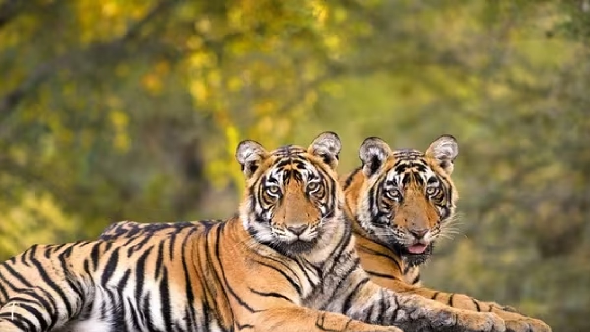 How many tigers died due to unnatural causes, including poaching in last four years? Govt replies