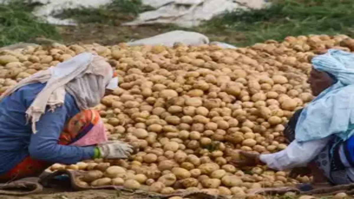 Potato traders threaten strike as Bengal govt persists on supply restrictions to other states