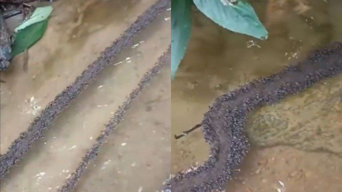 WATCH: Ants build bridge to cross water, netizens call them 'civil engineers of the insect world'