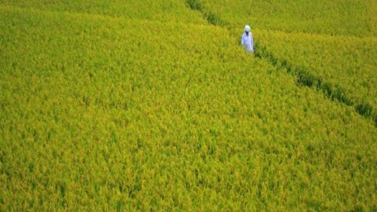 Bihar extends deadline for uploading self-declaration documents by land owners: Check new date