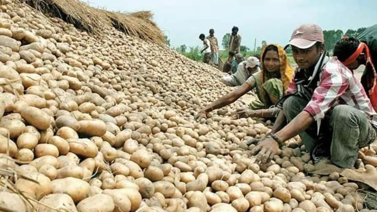 West Bengal cold storage industry faces crisis due to potato movement ban