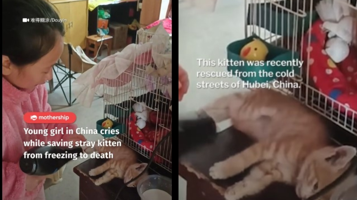 Video of young girl's heartfelt effort to save freezing kitten goes viral, inspires millions | WATCH