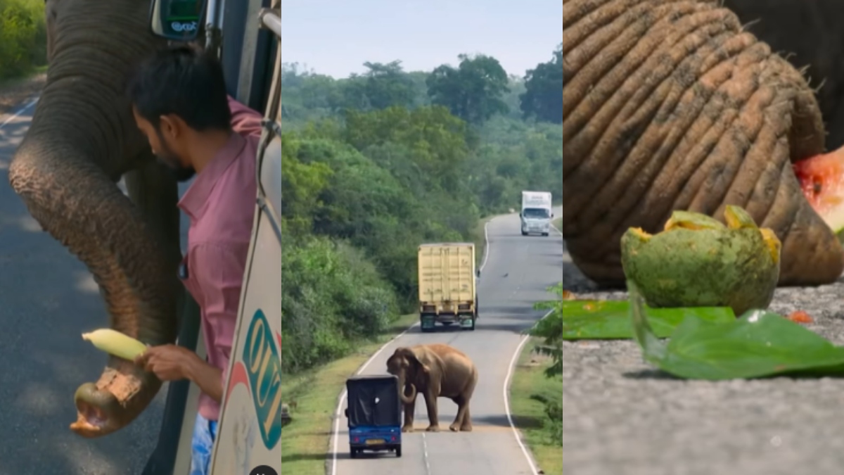 Meet Raja, the elephant who collects 'Food' as road tax in Sri Lanka, video goes viral | WATCH