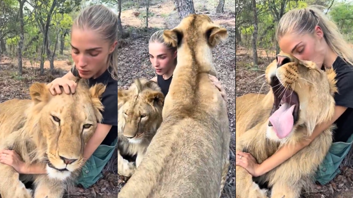 Daring woman hugs and kisses a lion in a viral video, internet reacts | WATCH