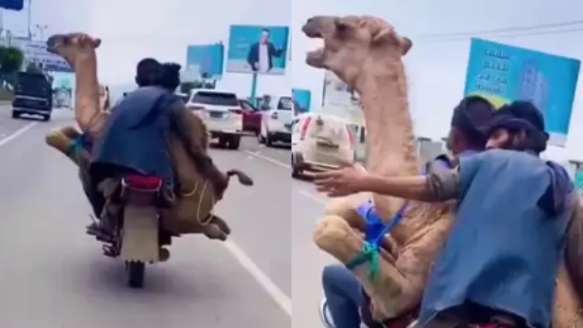 Viral video of men carrying camel in motorcycle leaves internet users baffled | WATCH