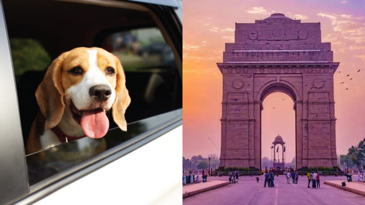 'Kutta ho ya Billi ghuma denge saara Dilli,' pet taxi's innovative tagline and services grab attention