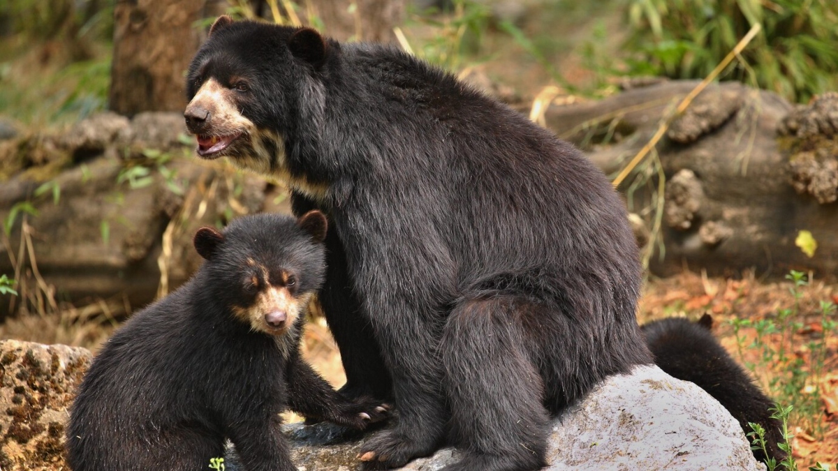 Chhattisgarh: Bear, two cubs killed in IED blast by Naxals in Dantewada