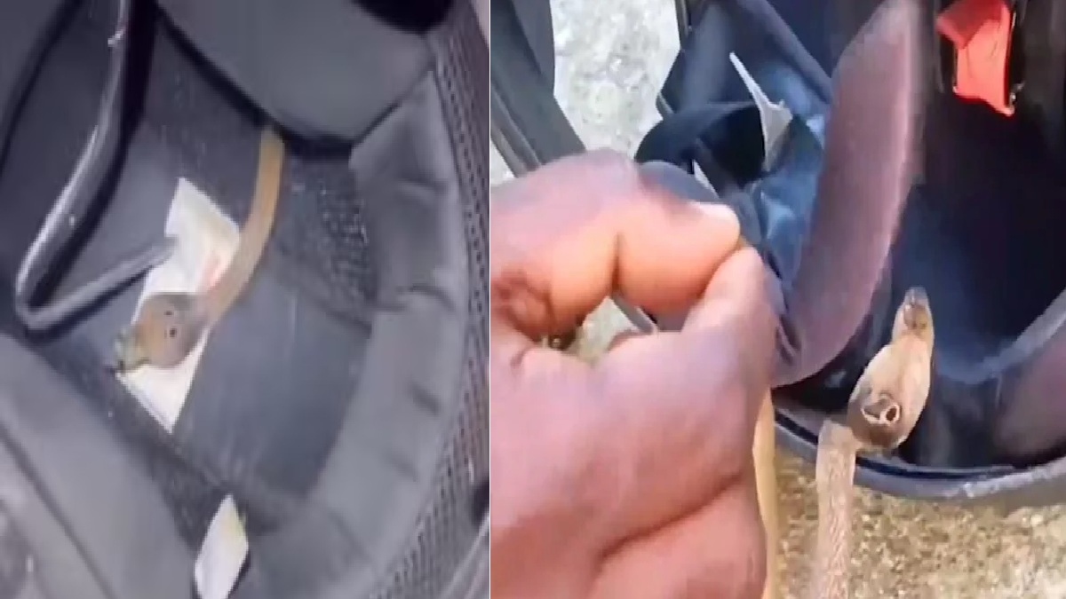 Shocking! Cobra found coiled inside man's helmet, watch what happens next