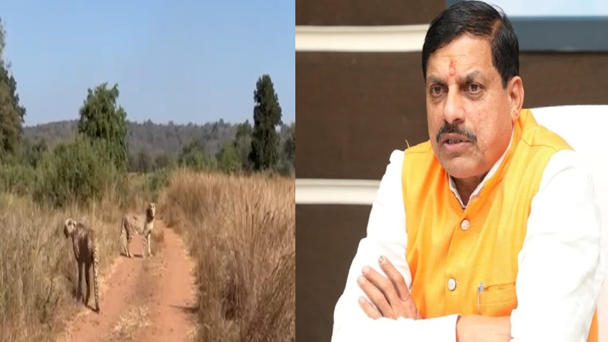 MP's Kuno Natonal Park gets two Cheetahs on International Cheetah Day, CM Mohan Yadav expresses happiness