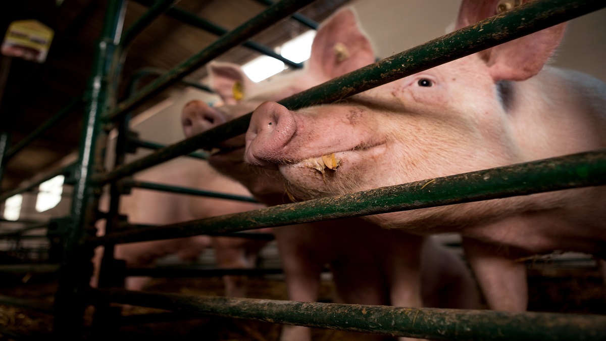 Kerala: African Swine Fever outbreak reported at two pig farms in Kottayam district