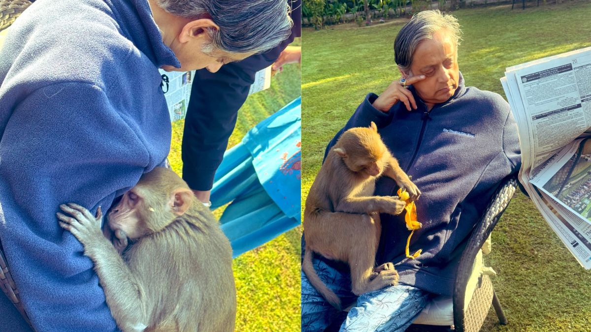 Shashi Tharoor’s encounter with monkey goes viral, MP shares pictures of his ‘extraordinary experience’