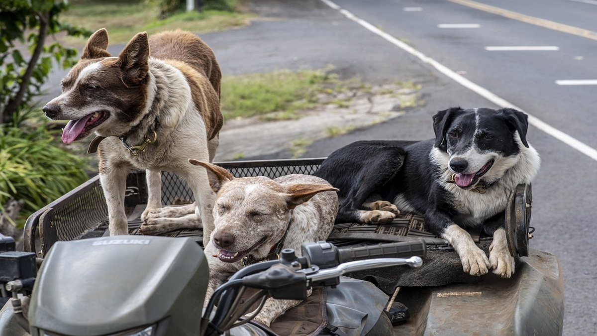 Maharashtra: 3-day convention to be held in Thane housing societies concerning dog bites