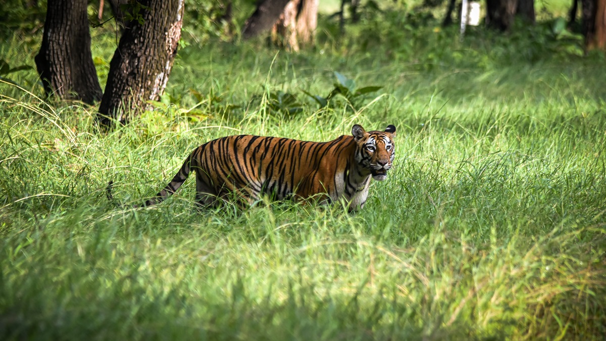 West Bengal: Tigress Zeenat traced in Bankura, forest guards prepare to catch her