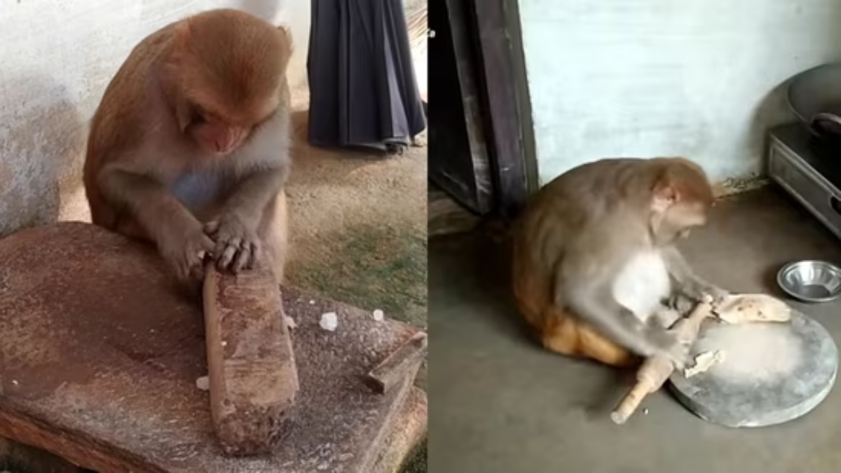 WATCH: Monkey does household chores, makes rotis and cleans dishes in viral video, internet amazed