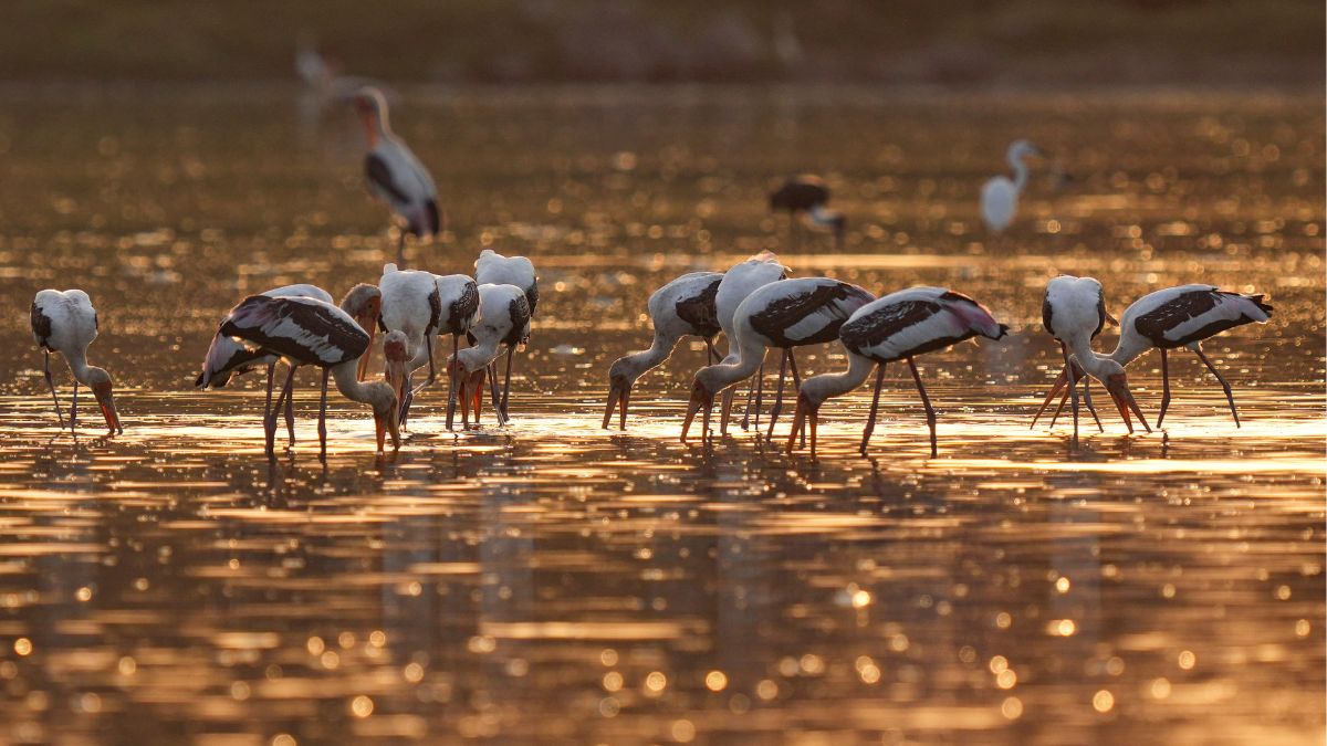 First-of-its-kind coastal and wader birds census to begin in Gujarat’s Jamnagar on January 3 – India TV