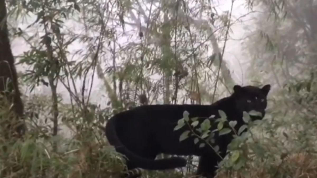 "Bagheera of Kurseong": IFS officer shares rare sight of black panther, internet amazed