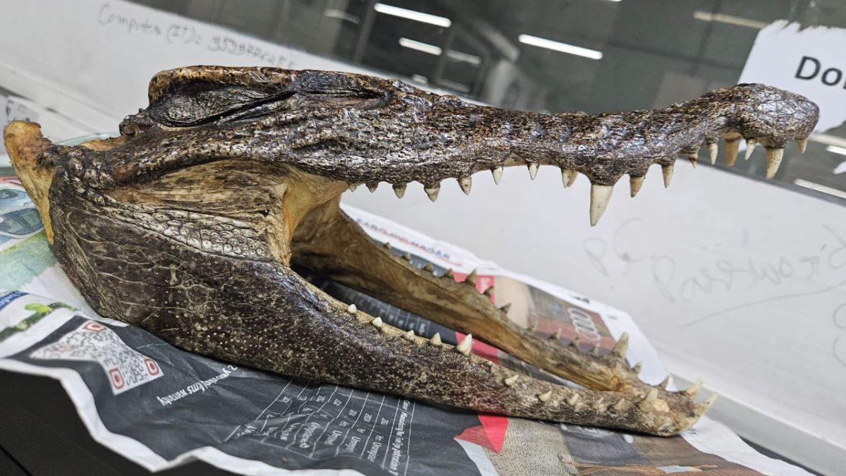 Canadian man arrested for carrying crocodile skull wrapped in cloth at Delhi airport