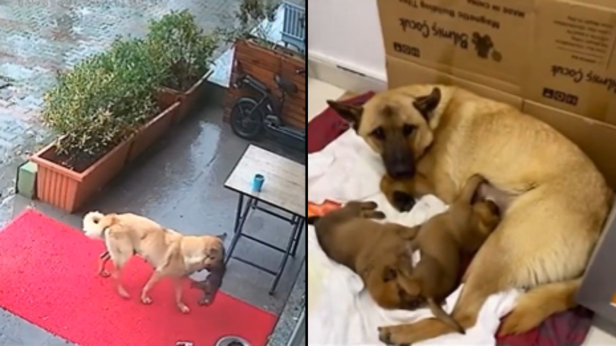 Mother dog carries 'nearly frozen puppy' to vet, doctor revives the puppy | WATCH