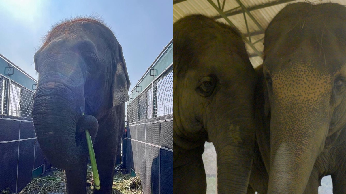 ISKCON Mayapur elephants to receive lifelong care and support at Vantara