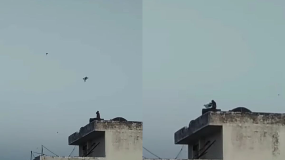 Monkey flies kite in Banaras, video goes viral | WATCH