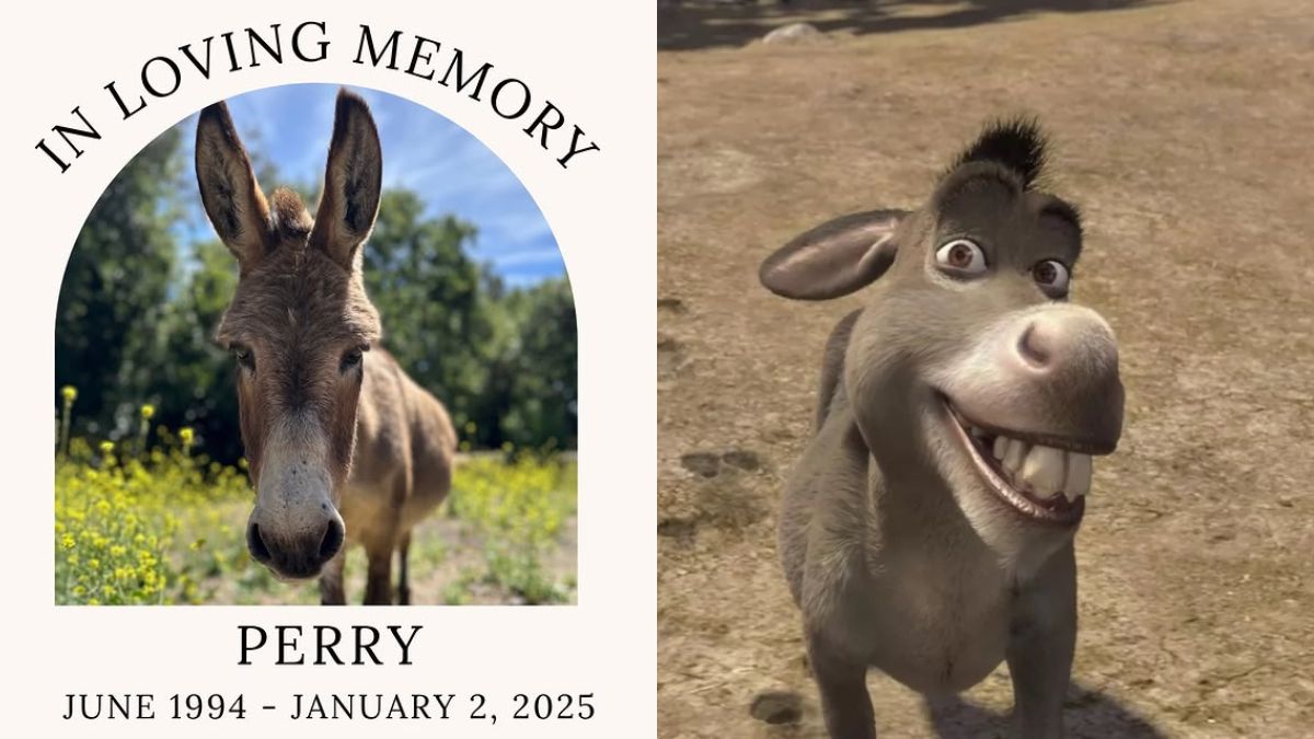 Perry, the donkey known for being Shrek’s loyal sidekick in multiple movies, dies at 30