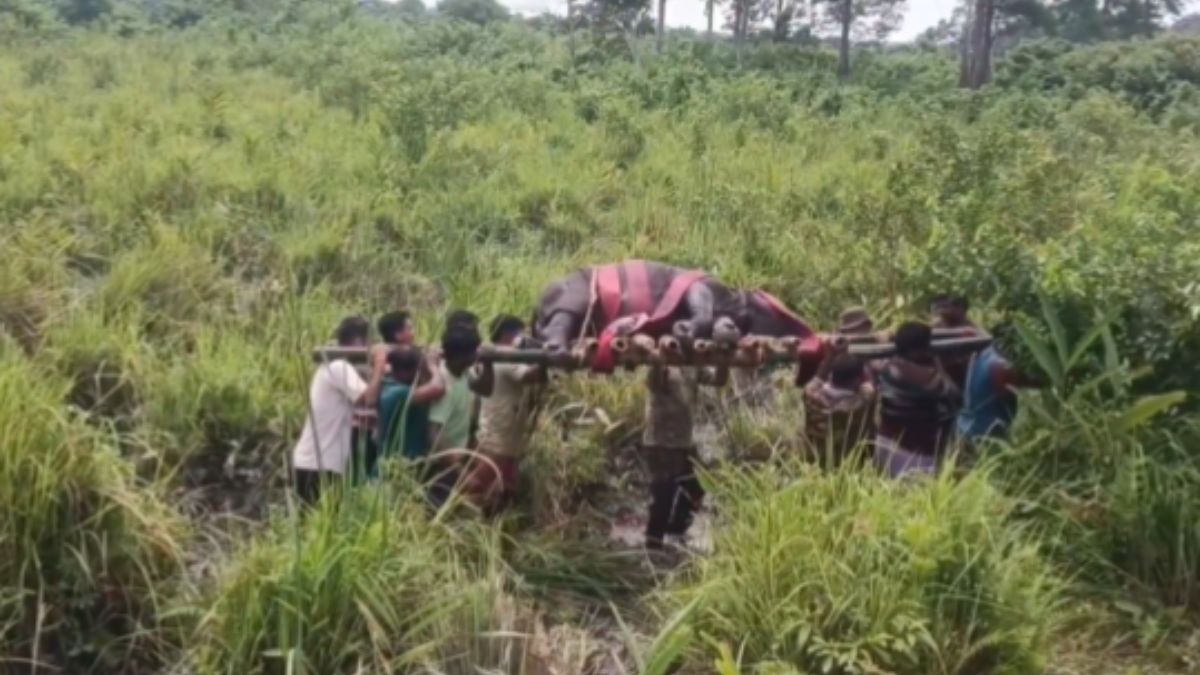 Forest officials rescue rhino calf, lift it on their shoulders | Watch viral video