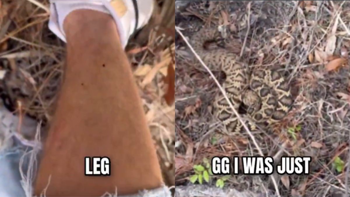 Man continues to record himself after being bitten by diamondback rattlesnake, says 'What a meme'