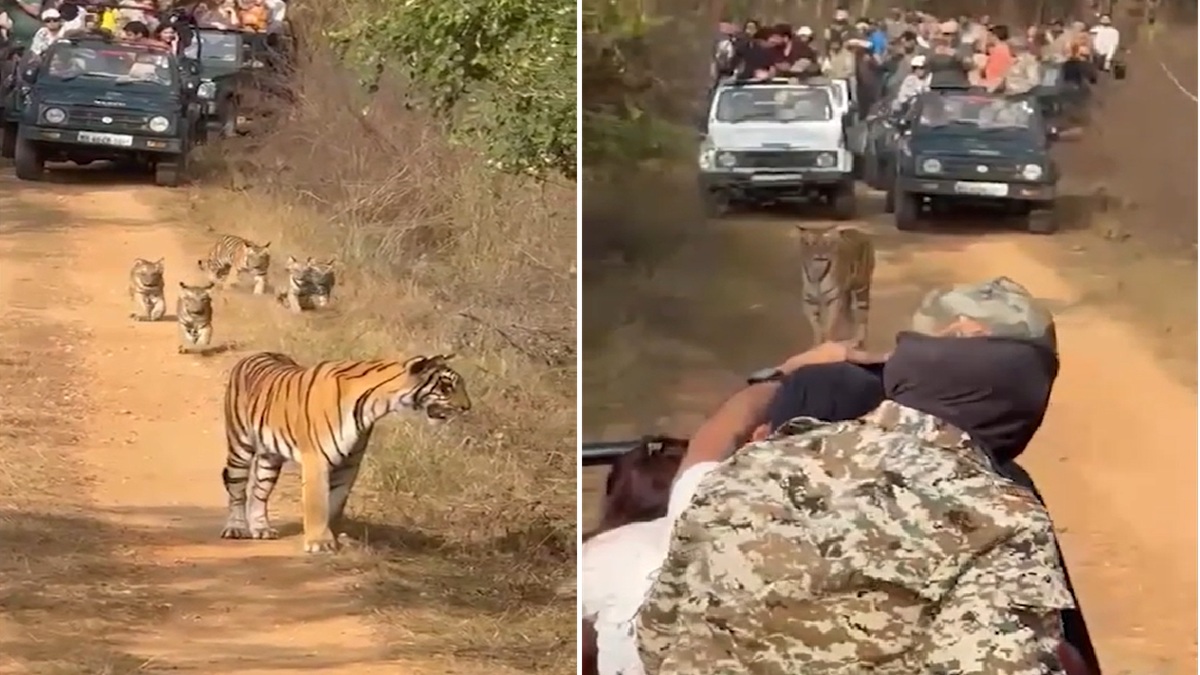 Gypsy drivers, guides surround tigress, five cubs at wildlife sanctuary in Nagpur, suspended | Watch