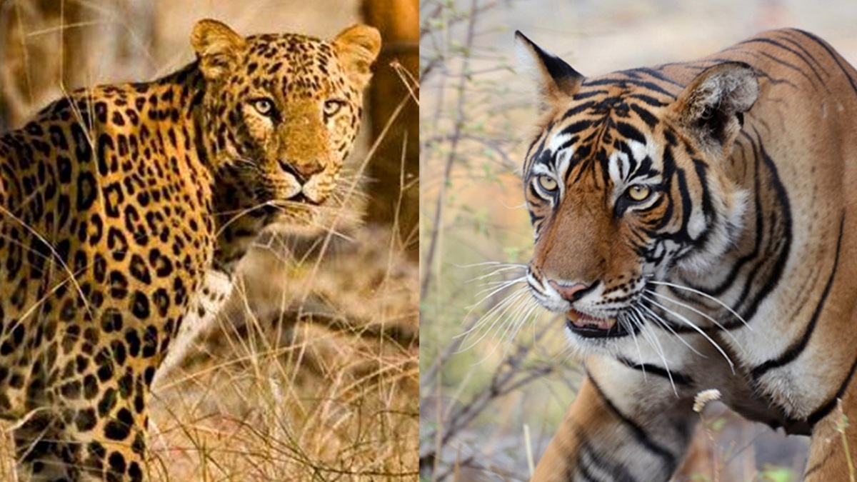 Maharashtra 3 tigers one leopard die of avian flu in Nagpur possibly ...