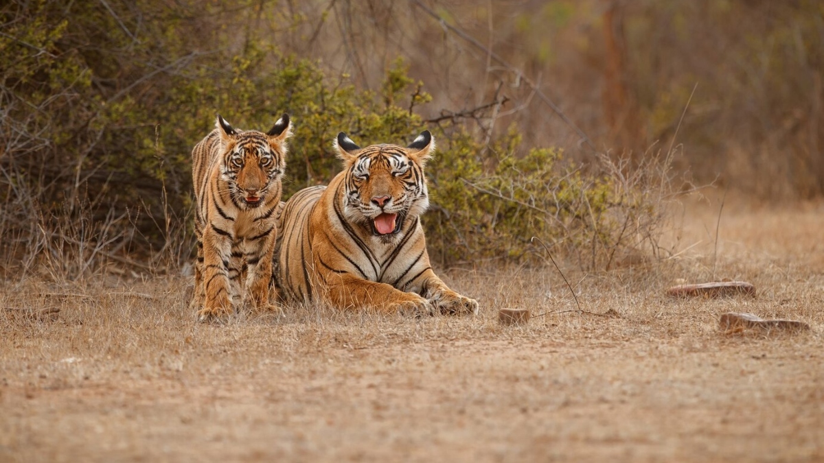 Zoos on alert after three tigers, one leopard die of avian flu at rescue centre in Nagpur