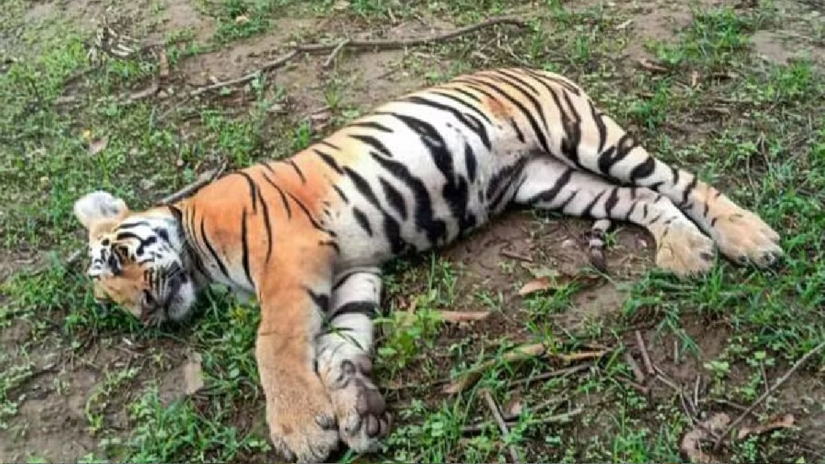 Live wire laid to kill boar, electrocutes tigress in Maharashtra's Bhandara, three accused arrested