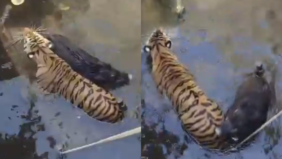 A Jungle Book moment: Tiger and wild boar rescued from well in Madhya Pradesh | Watch