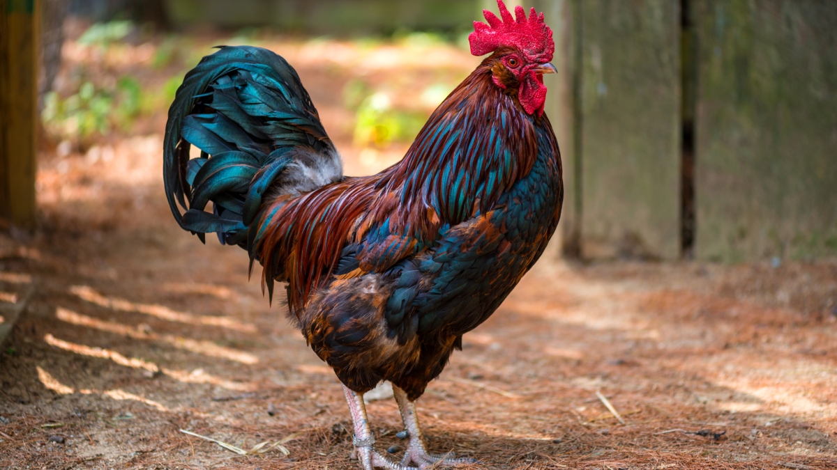 Kerala man files complaint over neighbour's noisy rooster crowing at 3 ...