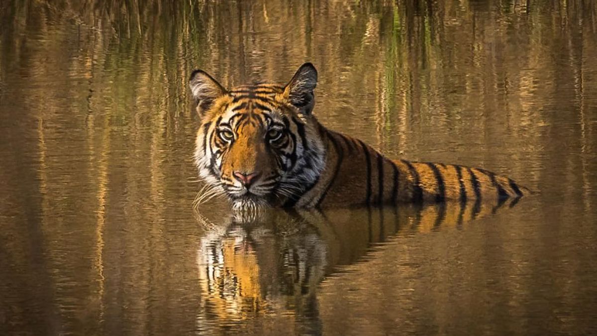 MP dam project will submerge forested areas used as critical tiger corridor: NTCA warns